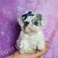 hufflepuff, a male Maltipoo for sale in Warsaw, IN – 5 of 9