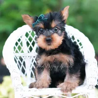 Suki, a male Yorkshire Terrier for sale in Warsaw, IN – 3 of 8