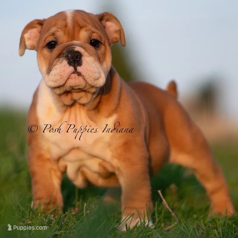 Tank AKC – English Bulldog puppy for sale in Warsaw, IN