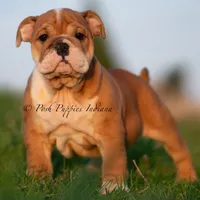 Tank AKC, a male English Bulldog for sale in Warsaw, IN – 1 of 3