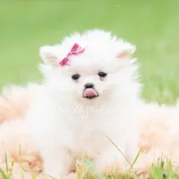 Twinkle pop AKC, a female Pomeranian for sale in Warsaw, IN – 3 of 6