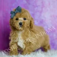 Blaze, a male Poodle - Toy  for sale in Warsaw, IN – 4 of 7