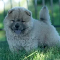 Bouji, a female Chow Chow for sale in Warsaw, IN – 2 of 10