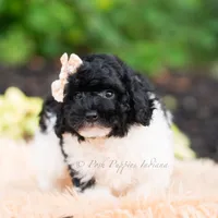 Poa, a male Miniature Goldendoodle for sale in Warsaw, IN – 4 of 8