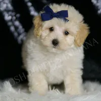 Vino, a male Maltipoo for sale in Warsaw, IN – Photo 3 of 4