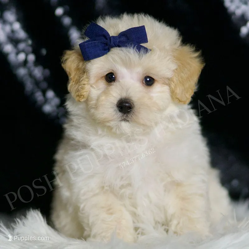 Vino – Maltipoo puppy for sale in Warsaw, IN