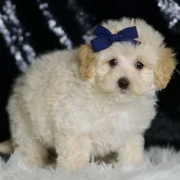 Vino, a male Maltipoo for sale in Warsaw, IN – Photo 2 of 4