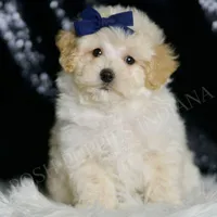 Vino, a male Maltipoo for sale in Warsaw, IN – Photo 4 of 4