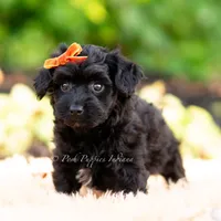 Gus Gus, a male Yorkshire Terrier and Poodle - Toy  for sale in Warsaw, IN – 3 of 6