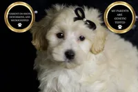 Ares, a male Maltipoo for sale in Warsaw, IN – Photo 3 of 8