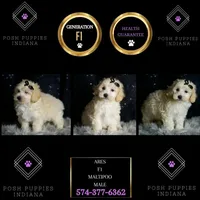 Ares, a male Maltipoo for sale in Warsaw, IN – Photo 2 of 8