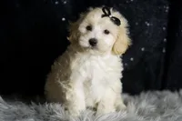 Ares, a male Maltipoo for sale in Warsaw, IN – Photo 4 of 8
