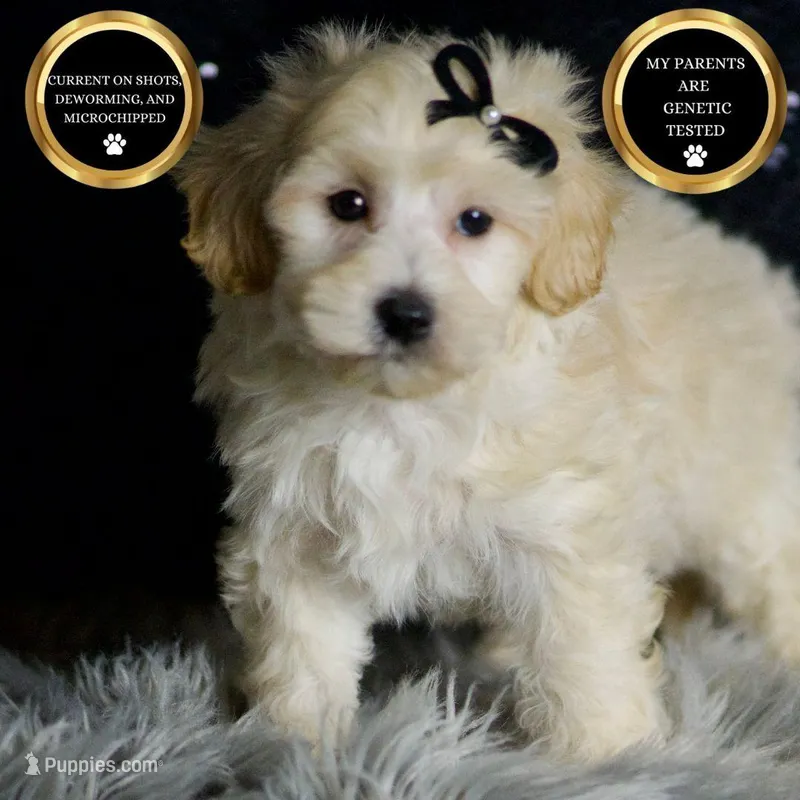 Ares, a male Maltipoo for sale in Warsaw, IN – Photo 1 of 8