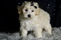 Ares, a male Maltipoo for sale in Warsaw, IN – Photo 5 of 8