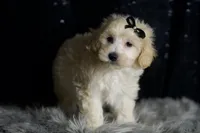 Ares, a male Maltipoo for sale in Warsaw, IN – Photo 7 of 8