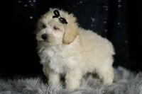 Ares, a male Maltipoo for sale in Warsaw, IN – Photo 6 of 8