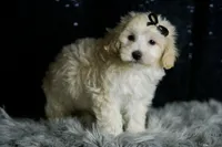 Ares, a male Maltipoo for sale in Warsaw, IN – Photo 8 of 8