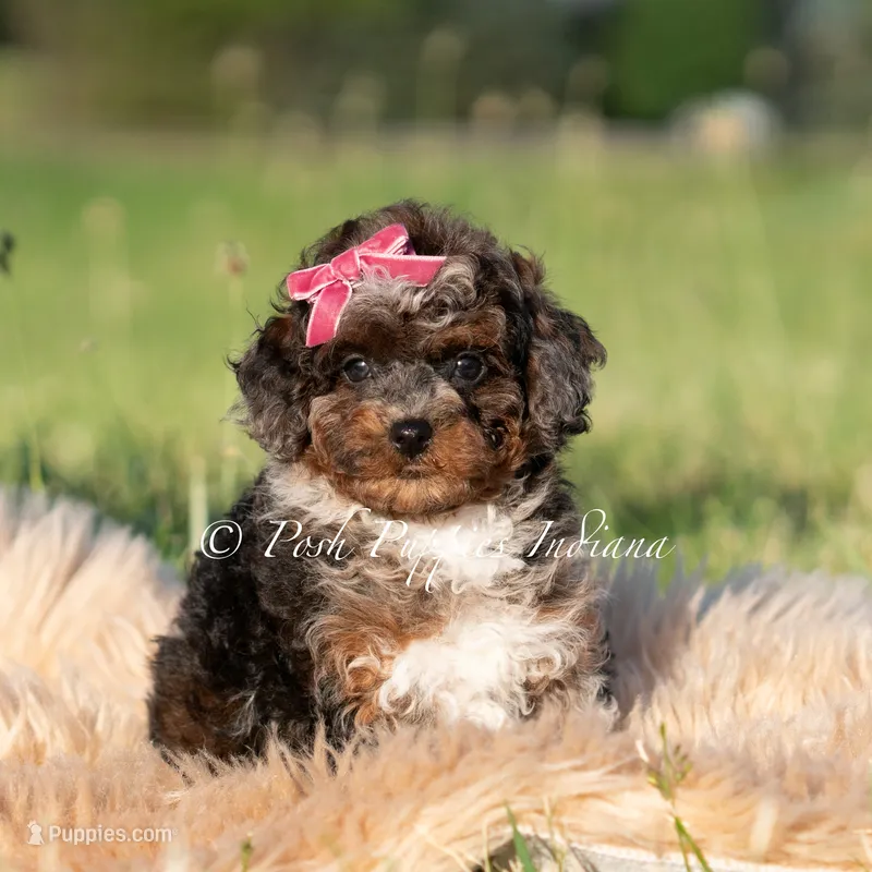 Nova AKC – Poodle - Toy  puppy for sale in Warsaw, IN