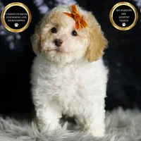 Kelce, a male Maltipoo for sale in Warsaw, IN – Photo 3 of 7