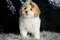 Kelce, a male Maltipoo for sale in Warsaw, IN – Photo 5 of 7
