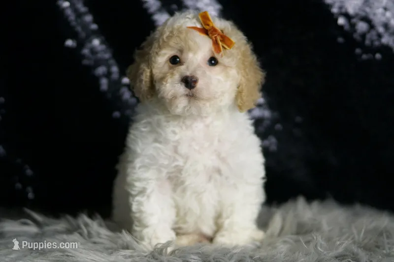 Kelce, a male Maltipoo for sale in Warsaw, IN – Photo 1 of 7