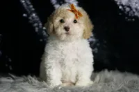Kelce, a male Maltipoo for sale in Warsaw, IN – Photo 1 of 7