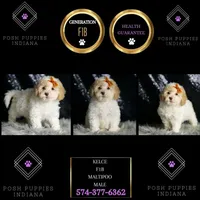 Kelce, a male Maltipoo for sale in Warsaw, IN – Photo 2 of 7