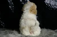 Kelce, a male Maltipoo for sale in Warsaw, IN – Photo 4 of 7