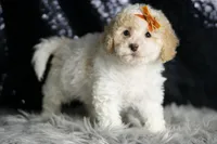 Kelce, a male Maltipoo for sale in Warsaw, IN – Photo 6 of 7