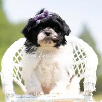 ZOA , a female Shih Tzu for sale in Warsaw, IN – 2 of 5