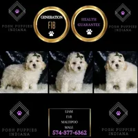 Liam, a male Maltipoo for sale in Warsaw, IN – Photo 2 of 6