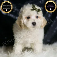 Liam, a male Maltipoo for sale in Warsaw, IN – Photo 3 of 6