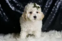 Liam, a male Maltipoo for sale in Warsaw, IN – Photo 6 of 6