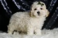 Liam, a male Maltipoo for sale in Warsaw, IN – Photo 4 of 6