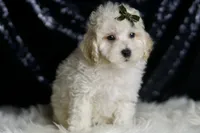 Liam, a male Maltipoo for sale in Warsaw, IN – Photo 1 of 6