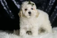 Liam, a male Maltipoo for sale in Warsaw, IN – Photo 5 of 6