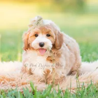 cosmo, a male Poodle - Toy  for sale in Warsaw, IN – 6 of 8