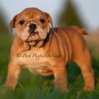 Porkchop, a male English Bulldog for sale in Warsaw, IN – 5 of 6