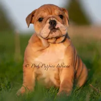 Porkchop, a male English Bulldog for sale in Warsaw, IN – 2 of 6