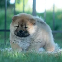 Meesha, a female Chow Chow for sale in Warsaw, IN – 2 of 10