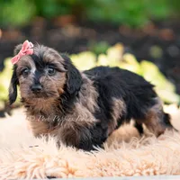 Esmeralda, a female Yorkshire Terrier and Poodle - Toy  for sale in Warsaw, IN – 7 of 7