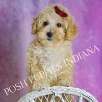 minnie, a female Maltipoo for sale in Warsaw, IN – 4 of 9