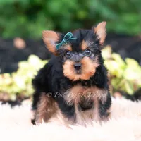 Suki, a male Yorkshire Terrier for sale in Warsaw, IN – 4 of 8