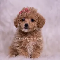 Kinsley, a female Maltipoo for sale in Warsaw, IN – 5 of 6