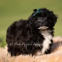Bixby, a male Yorkipoo for sale in Warsaw, IN – 3 of 5