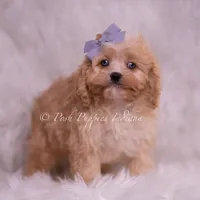 Icy, a male Cavapoo for sale in Warsaw, IN – Photo 3 of 6