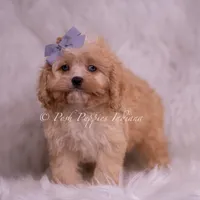 Icy, a male Cavapoo for sale in Warsaw, IN – Photo 4 of 6