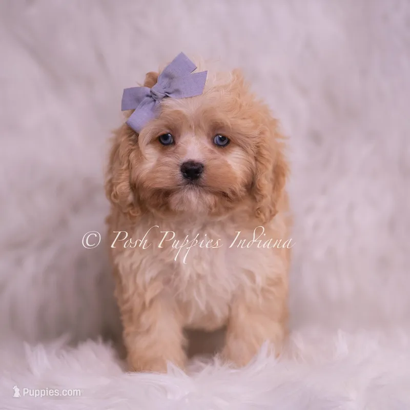 Icy – Cavapoo puppy for sale in Warsaw, IN