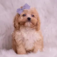 Icy, a male Cavapoo for sale in Warsaw, IN – Photo 2 of 6