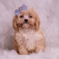 Icy, a male Cavapoo for sale in Warsaw, IN – Photo 5 of 6